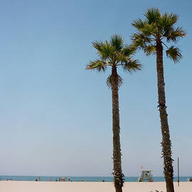 Bicycle Leaning On Palm Tree At Beach by JArgen Persson - Www.rebusfilm.se