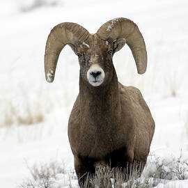 Bighorn Sheep In Winter by Mark Newman