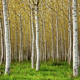 Birch Trees by Andipantz