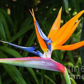 Bird Of Paradise Strelitzia Reginae Flower by Abigail Diane Photography