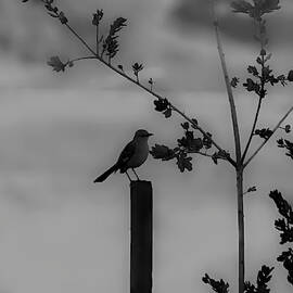 Bird on a Post by Alison Frank