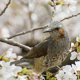 Bird Perched Among Cherry Blossoms by Philippe Widling Design Pics