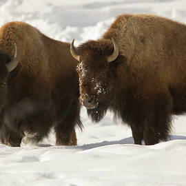 Bison Brothers by Kencanning
