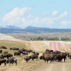 Bison Herd, South Dakota by Heeb Photos