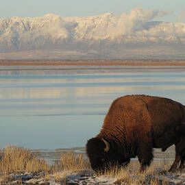 Bison In Front Of Snowy Mountains by Mathew Levine