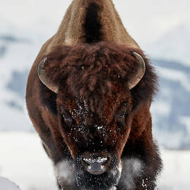 Bison Incoming by Peter Hudson