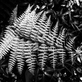 Black and White Fern by Louis Dallara