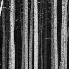 Black And White Pine Tree Trunks by Imaginegolf