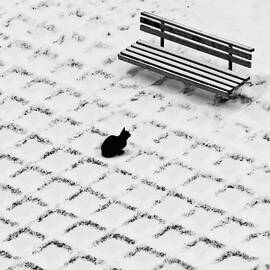 Black Cat Contemplating Bench by Marianna Armata