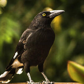 Black Currawong Bird by Jorgo Photography