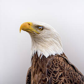 Bloodshot by James Overesch