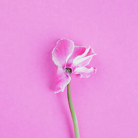 Blossom Of Yclamen On Pink Ground by Westend61