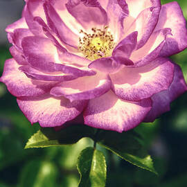 blossom by Stefano Senise