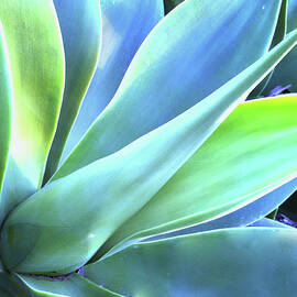 Blue Agave by Denise Taylor