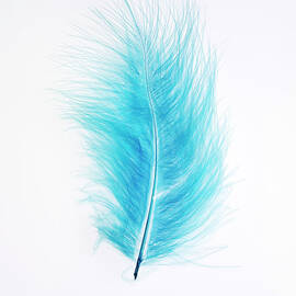 Blue Feather by Wragg