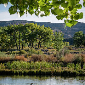 Blue Heron at Sunrise San Juan River New Mexico by Mary Lee Dereske