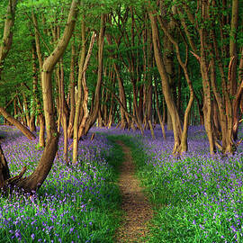 Bluebells In Sussex by Photography By Sam C Moore