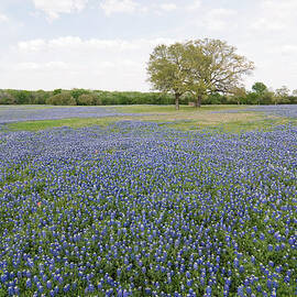 Bluebonnets All Around by Earleliason