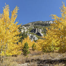 Bold Aspens by Kelley King