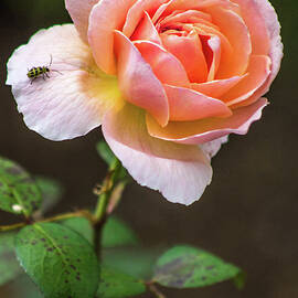 Boscobel Rose by KC Hulsman