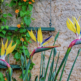 Botanical Art by Marcy Wielfaert