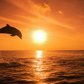 Bottlenose Dolphin Tursiops Truncatus by Rene Frederick