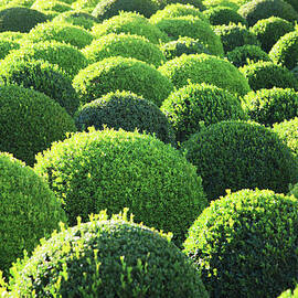Boxwood, Shape, Pattern by Hiroshi Higuchi