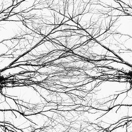 Branch Art by Laura Diez