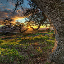 Branch Of Light by Rmb Images Photography By Robert Bowman