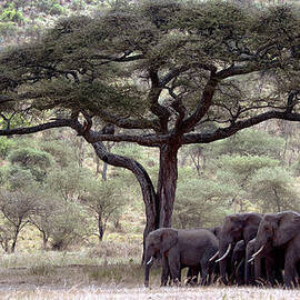 Breeding Herd by Jnhphoto