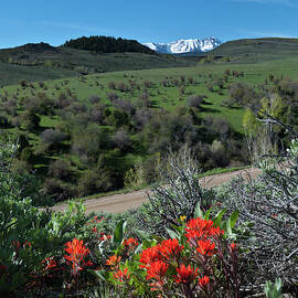 Bright Colorado Spring Landscape by Cascade Colors