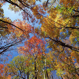 Brilliant Autumn Trees by Thedman