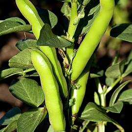 Broad Beans On A Plant by The Food Union