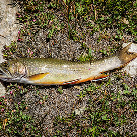 Brookie by Kelley King