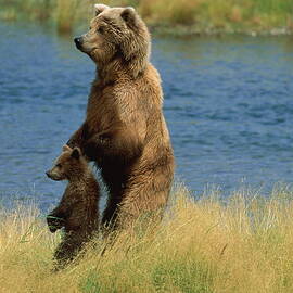 Brown Bear Ursus Arctos Sow And Cub by Paul Souders
