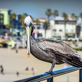 Brown Pelican by Kelley King