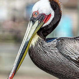 Brown Pelican Profile by Kelley King
