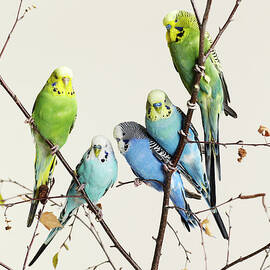Budgies Grouped On A Branch by Walker And Walker