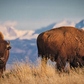 Buffalo Grazing at Dawn by Kevin Schwalbe