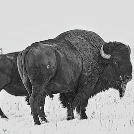 Buffalo in the Snow by Kevin Schwalbe