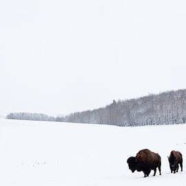Buffalo Or Bison On The Plains In Winter by Imaginegolf
