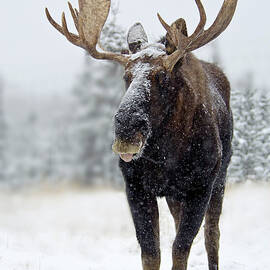Bull Moose Standing In Snowstorm by Mark Newman