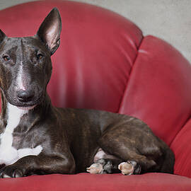 Bull Terrier Lying On A Red Armchair by Heidi Bollich