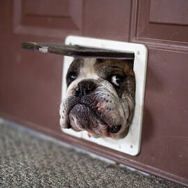 Bulldog Trying To Get Through A Cat Door by Alaska Photography