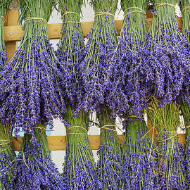 Bunches Of Lavender Hanging On by Cornelia Doerr
