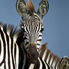 Burchells Zebra Portrait by Adam Jones