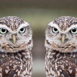 Burrowing Owls by Tony Emmett