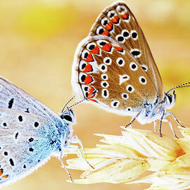 Butterflies by Cuellar