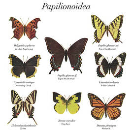 Butterfly Chart by Unknown