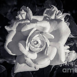 BW - White Rose by Stefano Senise